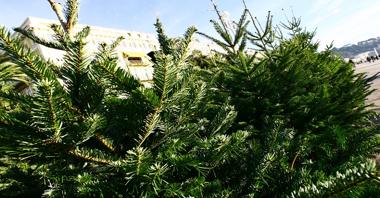 Les marchés de sapins